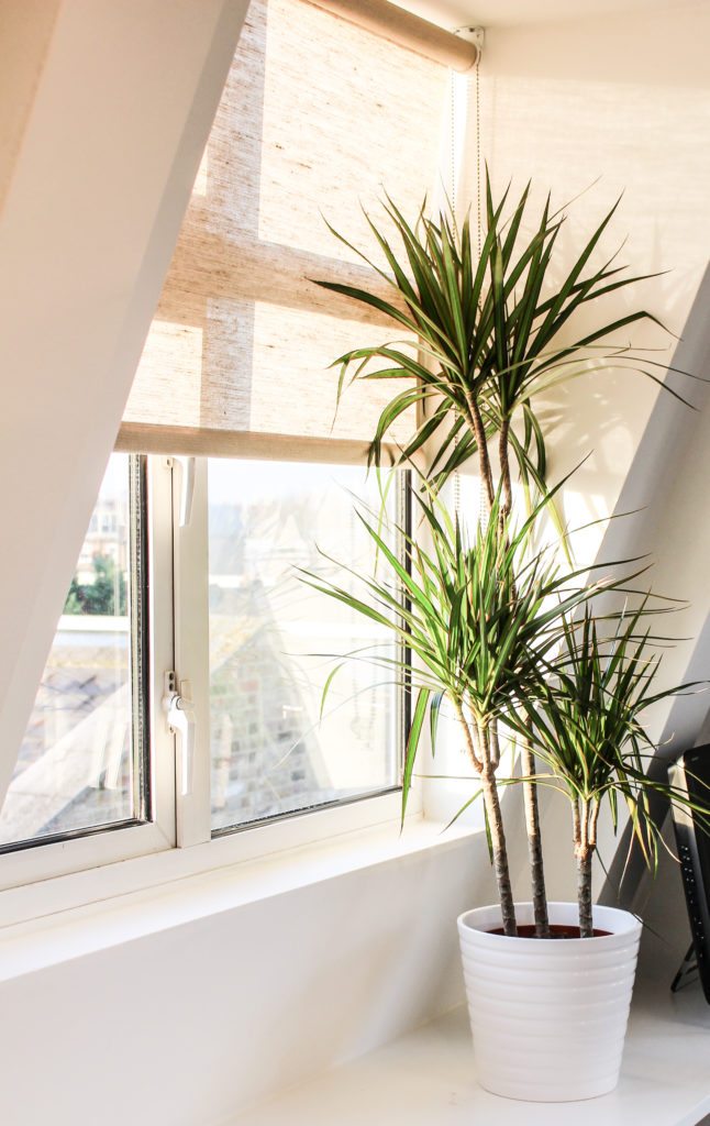 Potted indoor plant by the window with hessian blind