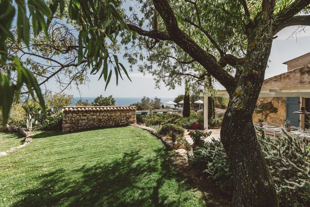 A large old Olive Tree at the side of villa Halcyon